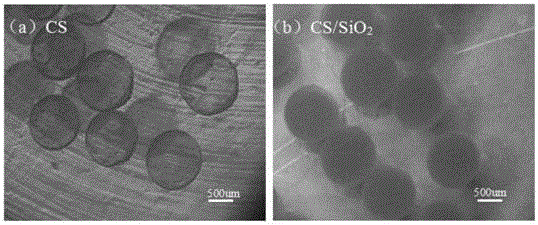 Preparation method for SiO2 nanoparticle reinforced chitosan composite microcapsule
