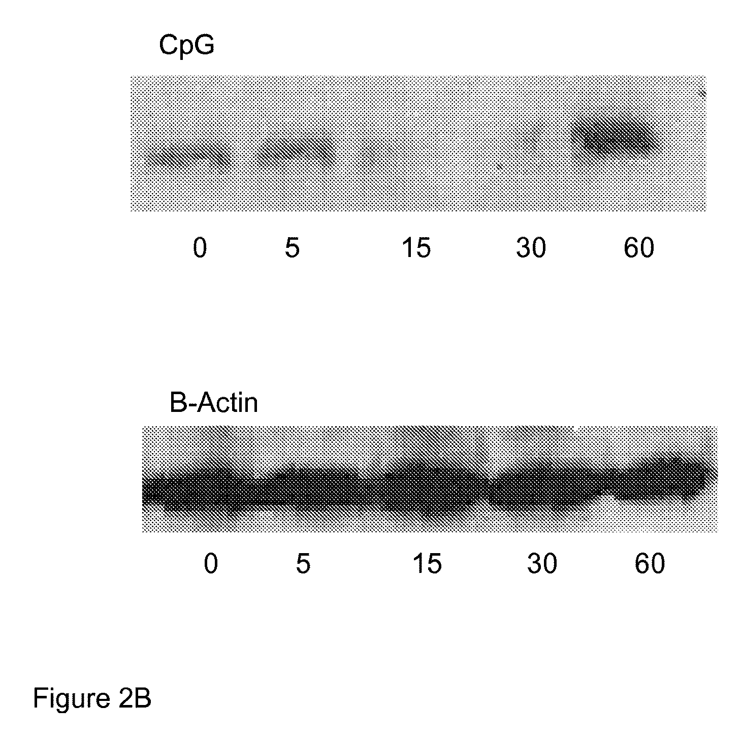 Composition and method for treatment of preterm labor