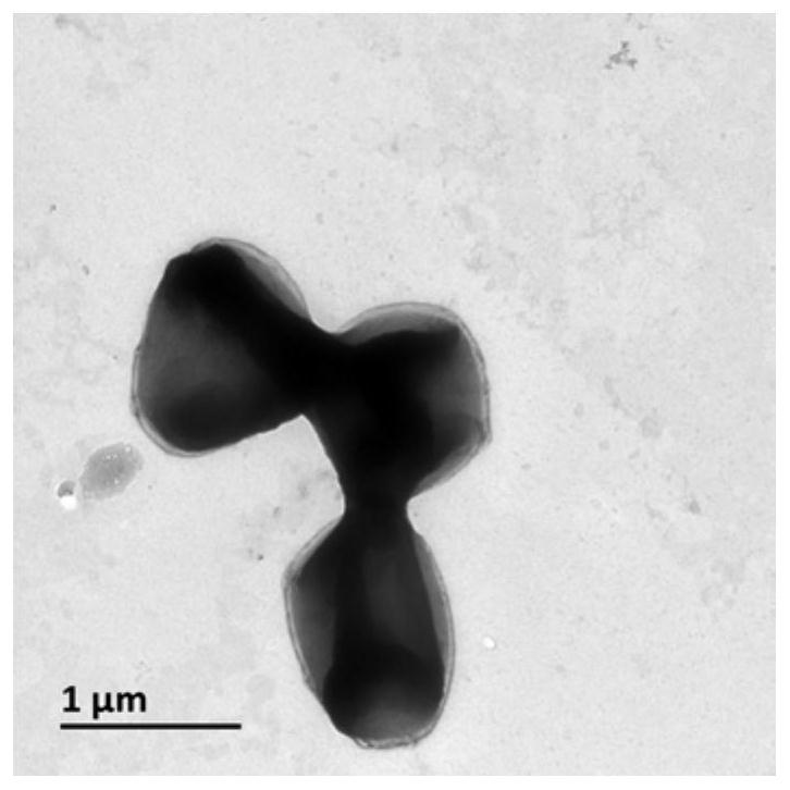 Rhodococcus jj-3 and its application in degrading acrylic acid