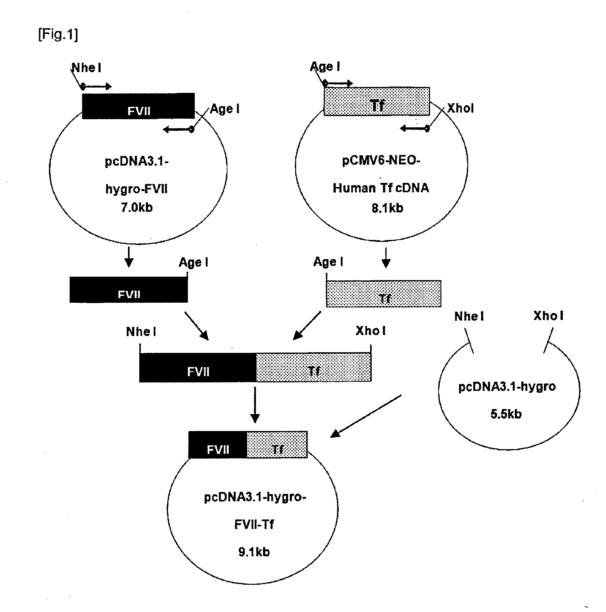 Fusion protein havingh factor vii activity