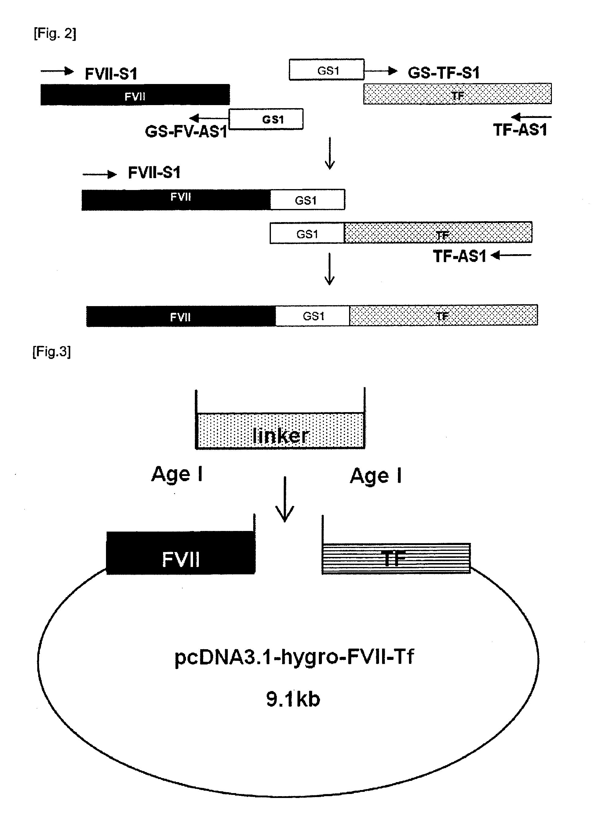 Fusion protein havingh factor vii activity