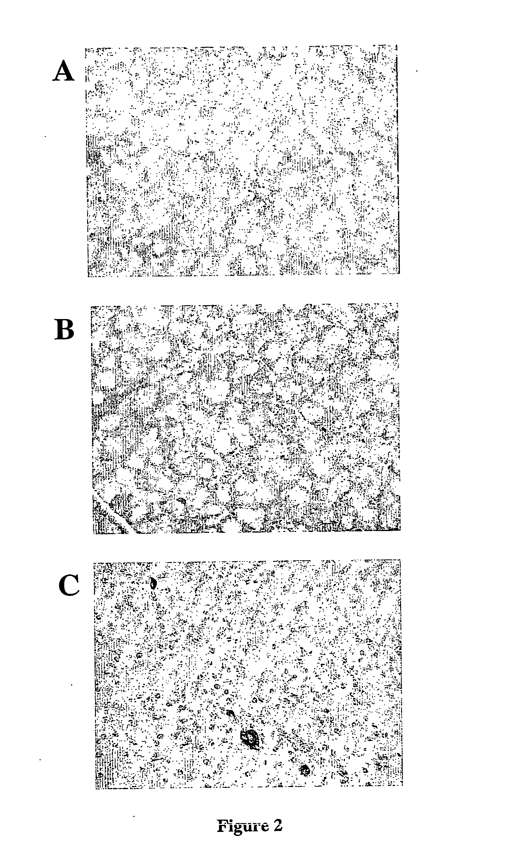 Pancreatic small cells and uses thereof