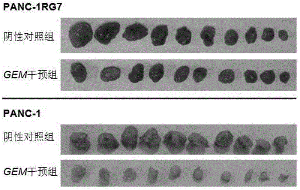 Establishing method of human pancreatic cancer gemcitabine-resistant cell line, and application of cell line