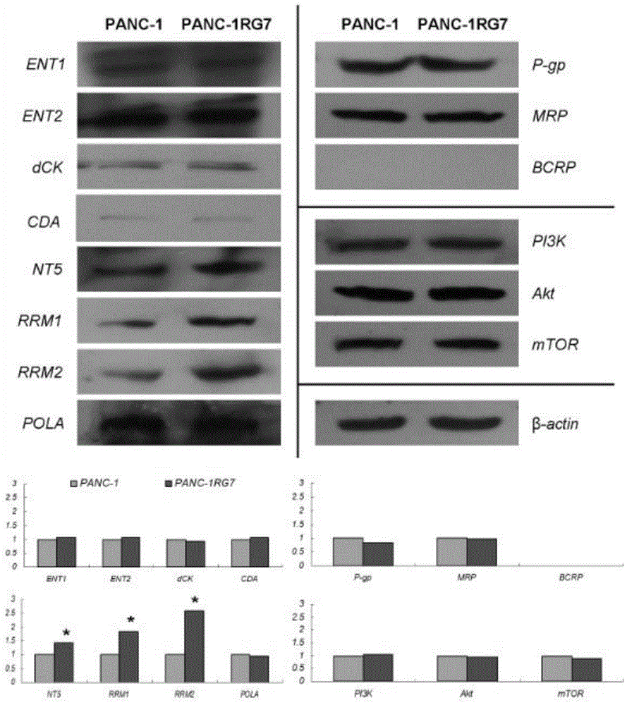 Establishing method of human pancreatic cancer gemcitabine-resistant cell line, and application of cell line