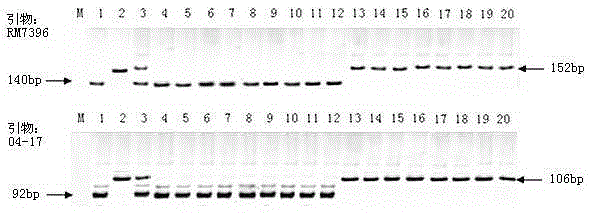 SSR markers, closely linked to rice black-streaked dwarf disease resistance QTL, on chromosome 4 and application of SSR marker