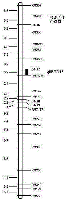SSR markers, closely linked to rice black-streaked dwarf disease resistance QTL, on chromosome 4 and application of SSR marker