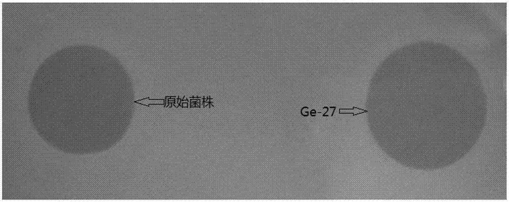 Strain with high expression of daptomycin and its screening method