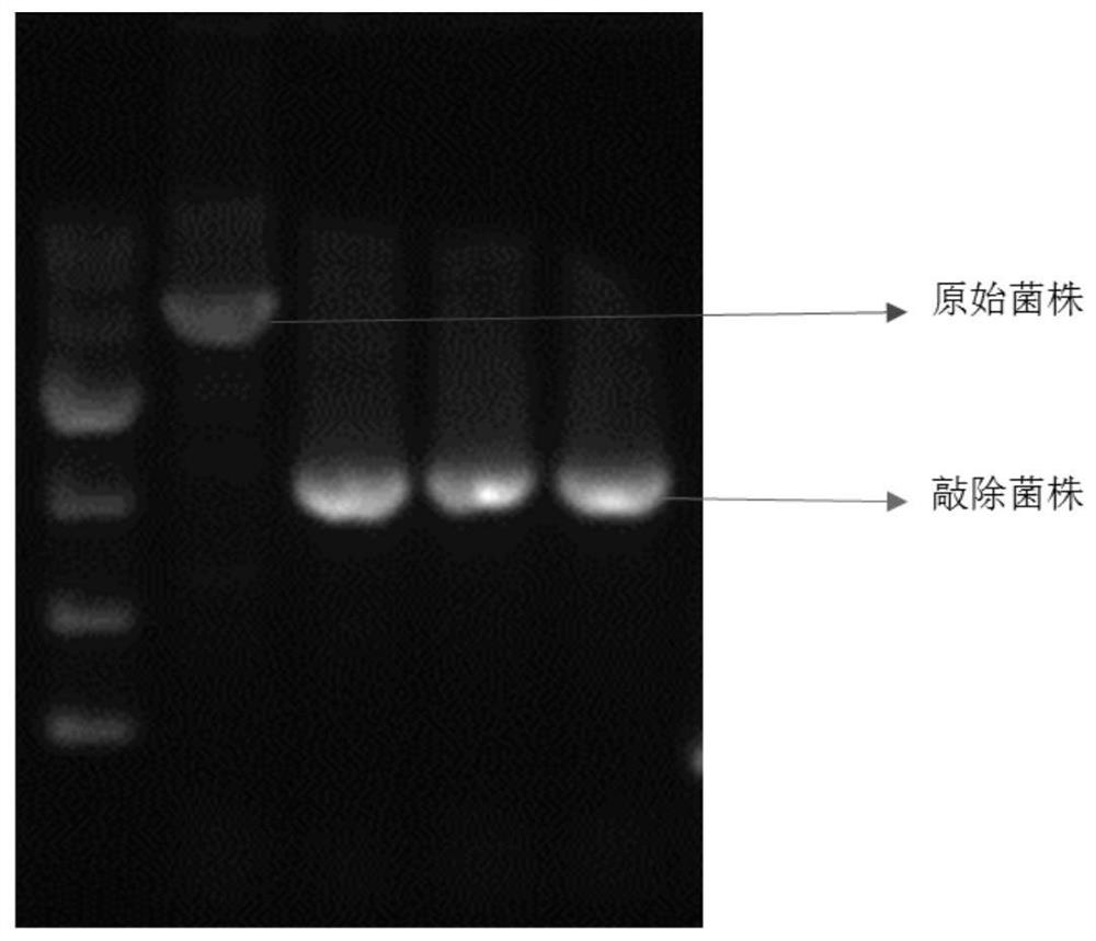 A method for constructing a recombinant bacterium that efficiently produces 2'-fucosyllactose and its application
