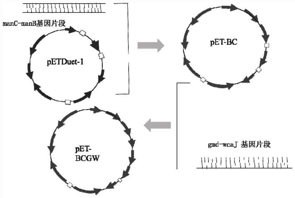 A method for constructing a recombinant bacterium that efficiently produces 2'-fucosyllactose and its application