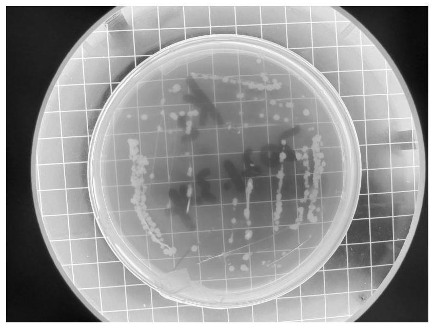 Efficient potassium-dissolving nitrogen-fixing bacterium and application thereof