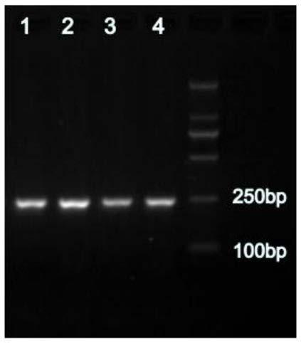 A molecular marker related to milk fat percentage of dairy goats and its application
