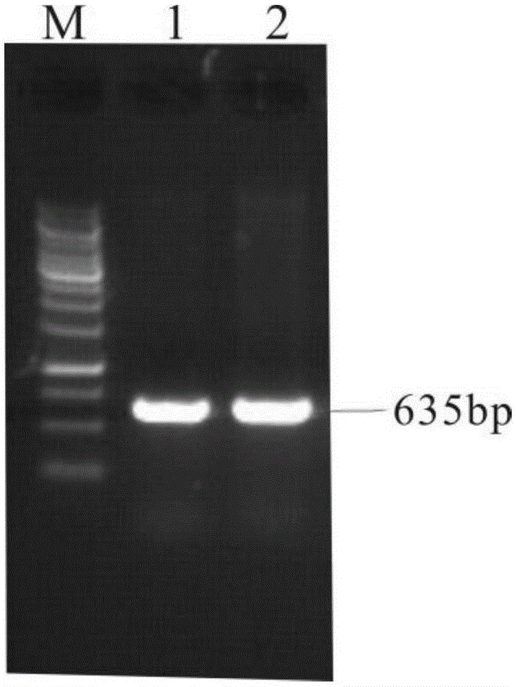 Brown planthopper carbonic Anhydrase (CA) gene fragment and its application