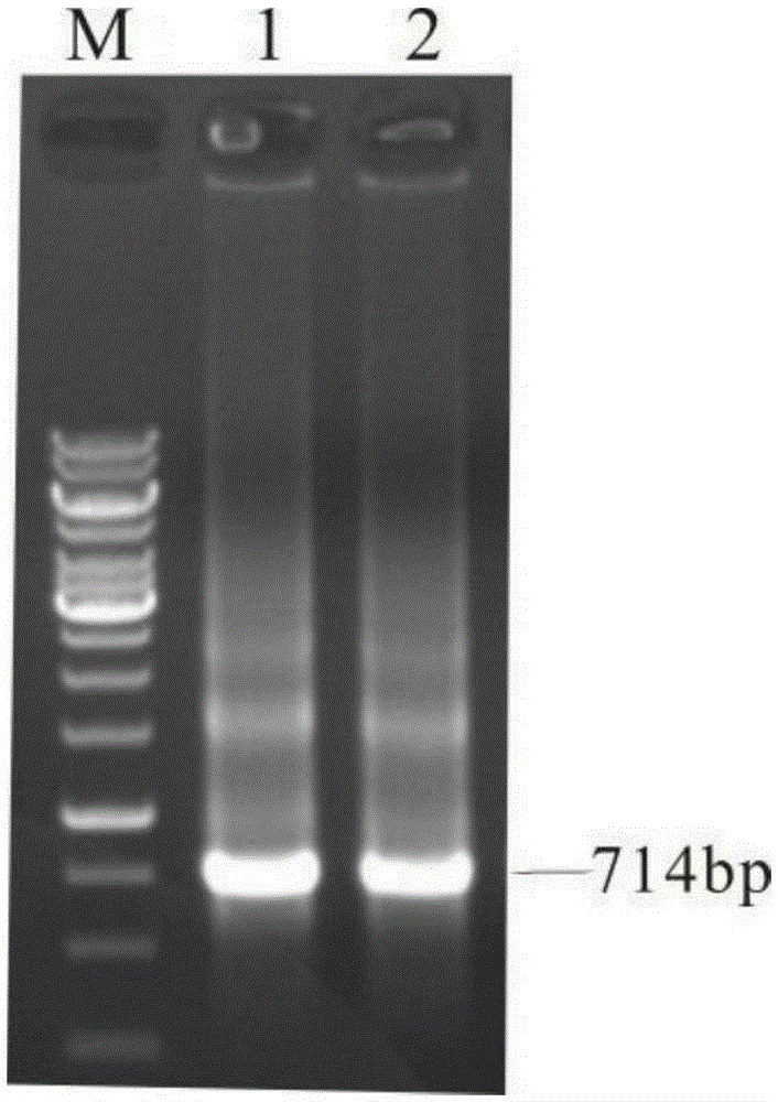 Brown planthopper carbonic Anhydrase (CA) gene fragment and its application