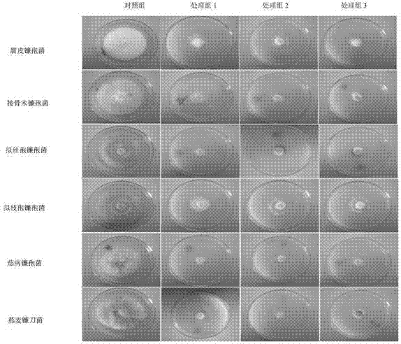 Bacillus thuringiensis lts290, insecticidal gene cry57ab, expressed protein and its application