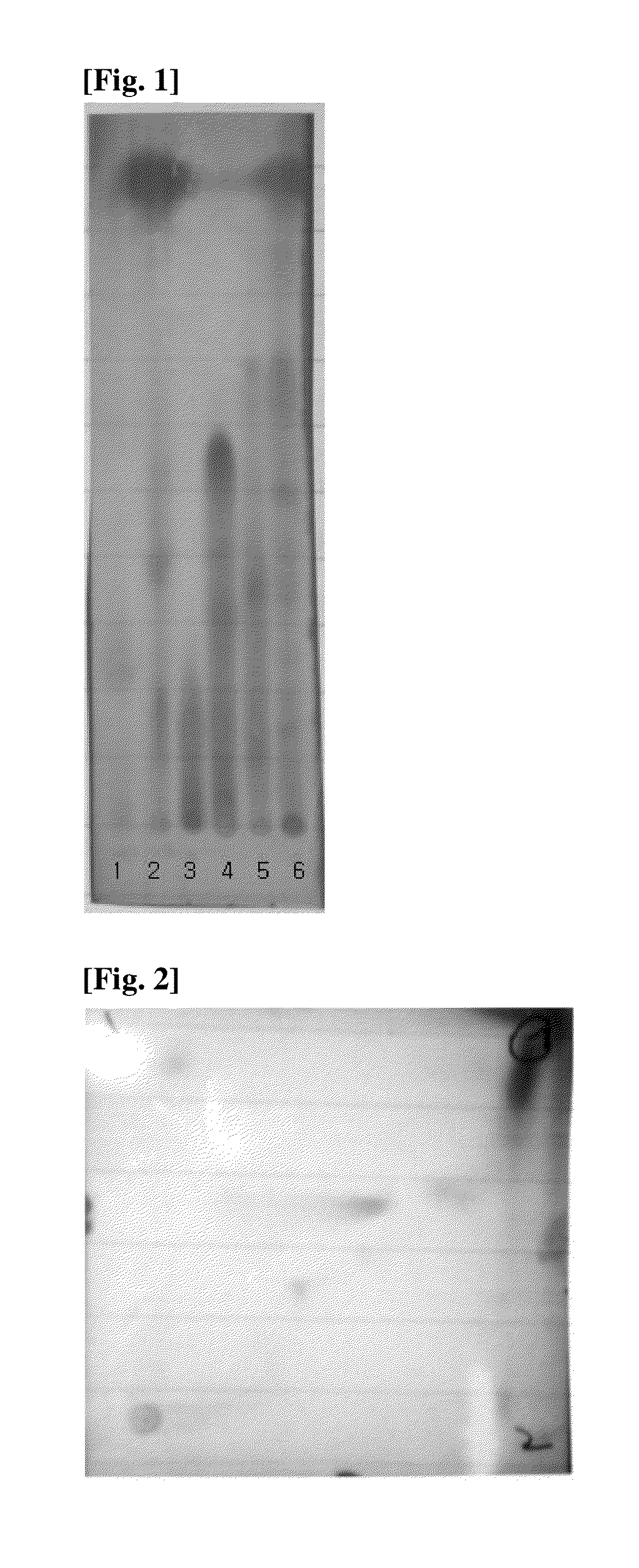 Composition comprising an extract of hardy kiwi for preventing or treating baldness disorders or seborrheic skin disorders