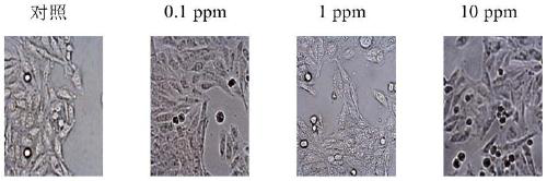 application of uridine diphosphate glucuronosyl transferase 1A1 subtype to DON (deoxynivalenol) metabolism