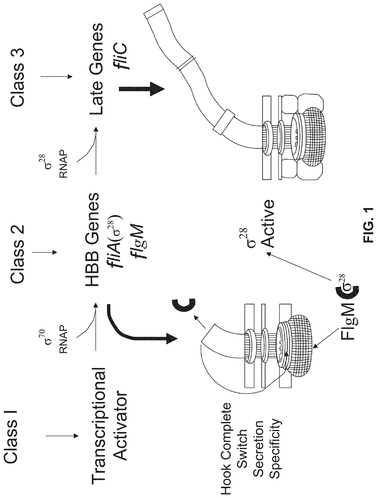 Compositions for adjustable ribosome translation speed and methods of use