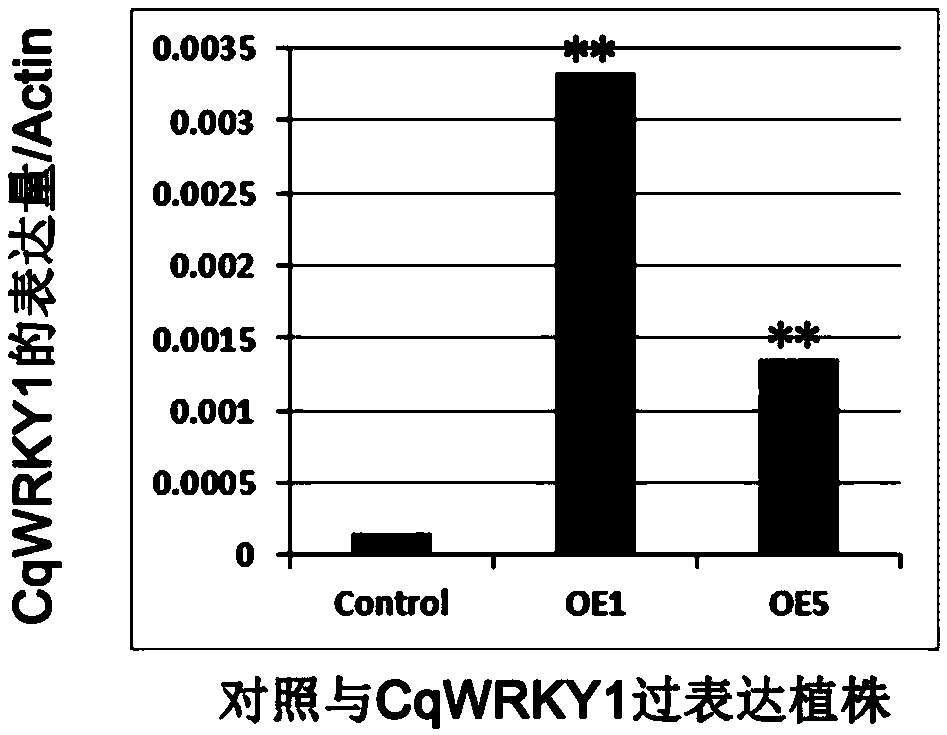 Application of WRKY transcription factor gene CqWRKY1 in regulating drought resistance of benincasa hispida