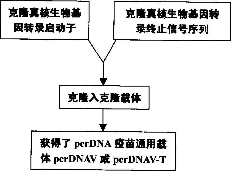 PcrDNA vaccine, and its preparing method and use