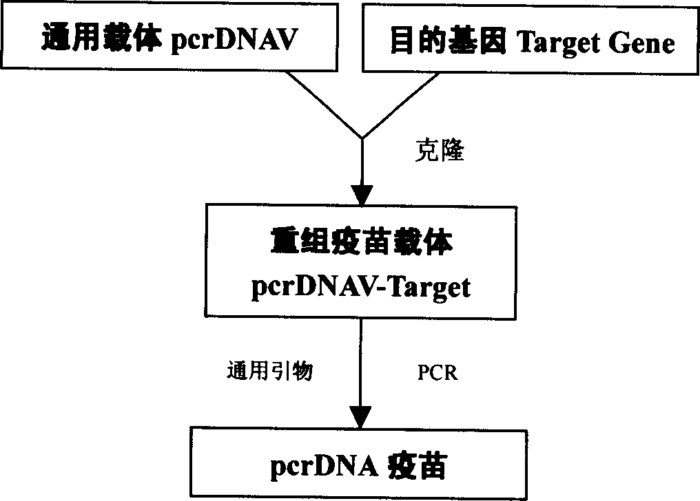PcrDNA vaccine, and its preparing method and use