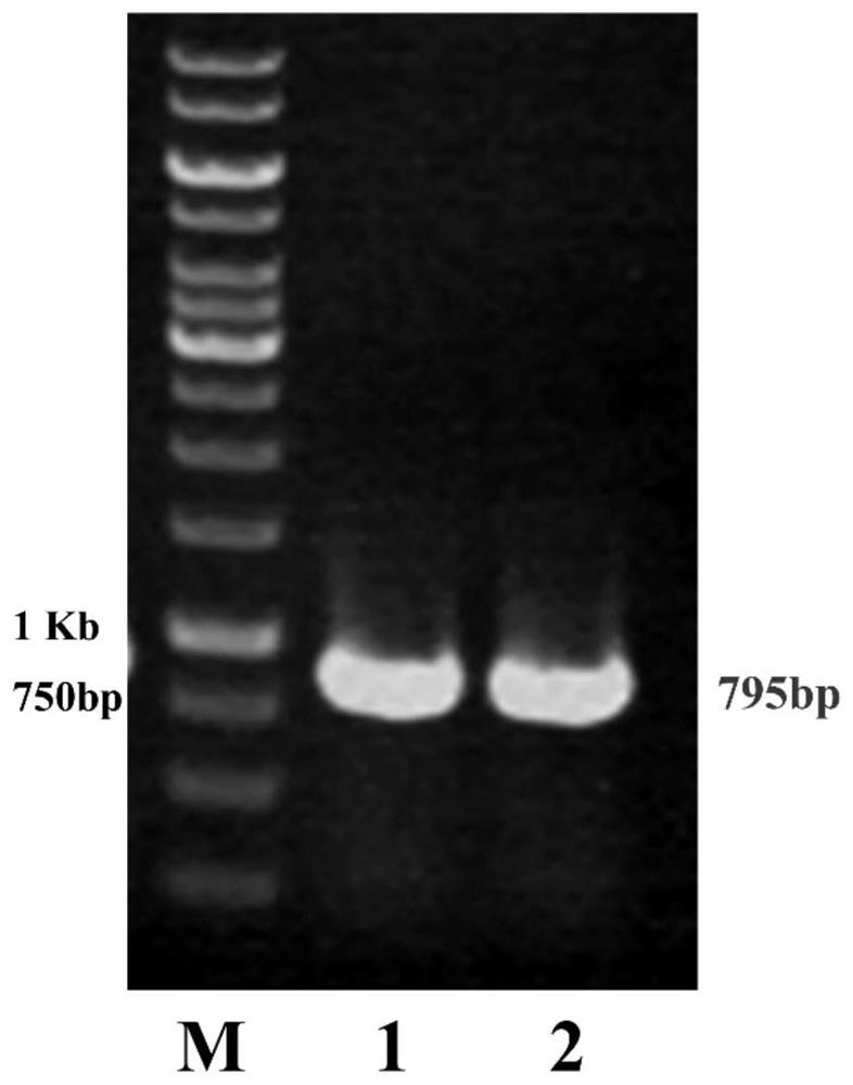 A kind of leucine-5-hydroxylase mutant and its application