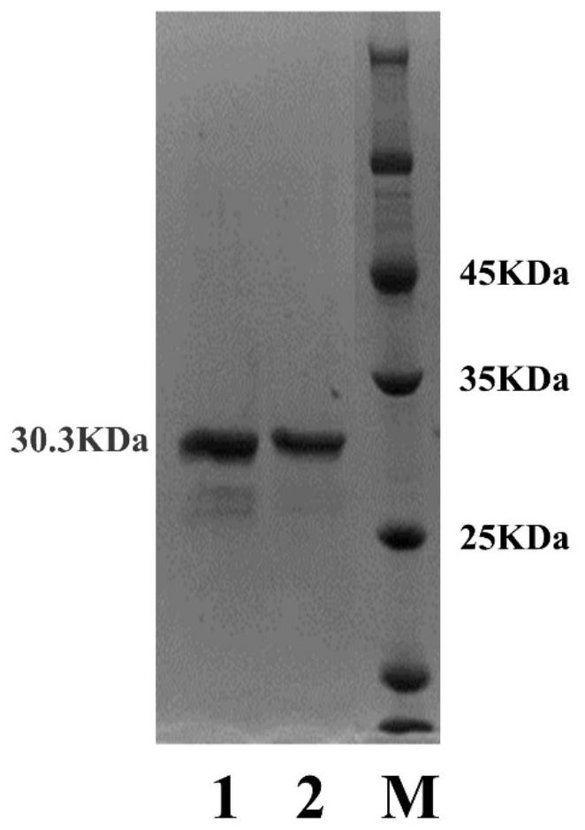 A kind of leucine-5-hydroxylase mutant and its application