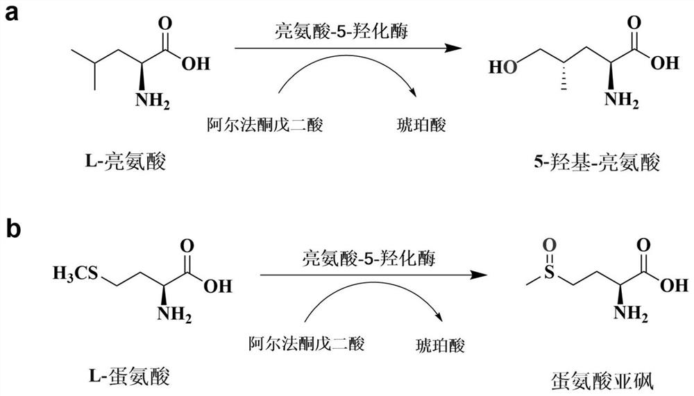 A kind of leucine-5-hydroxylase mutant and its application