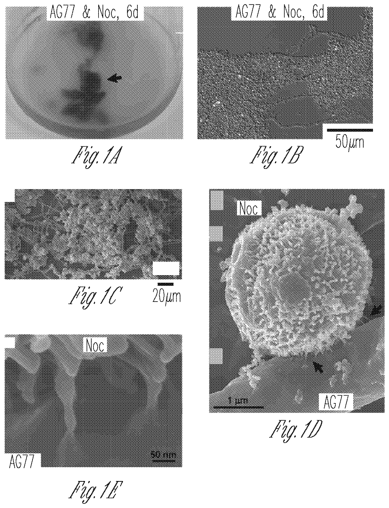 Lipid biosynthesis and abiotic stress resilience in photosynthetic organisms