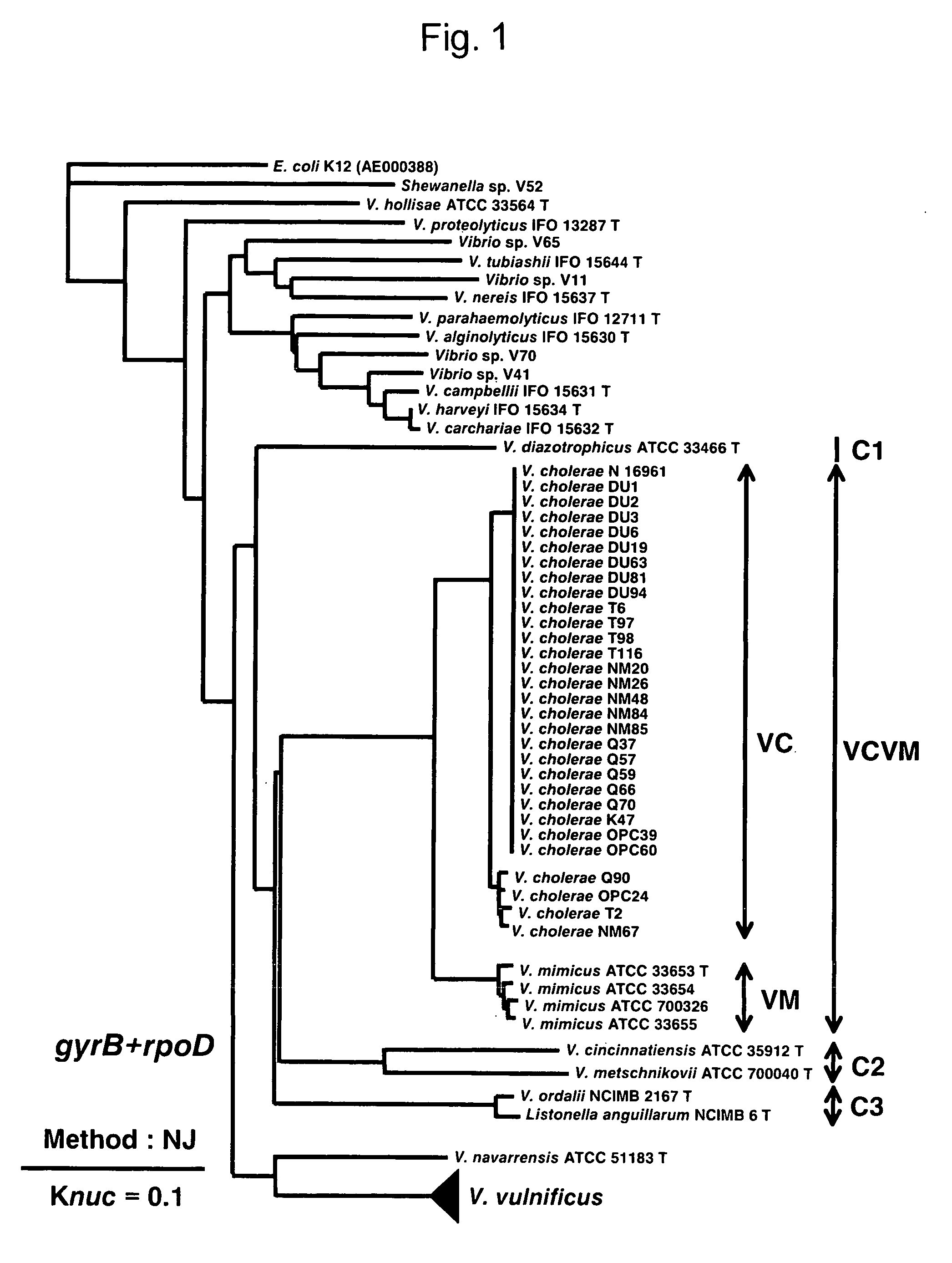 Primer and probe for detecting vibrio cholerae or vibrio mimicus and detection method using the same