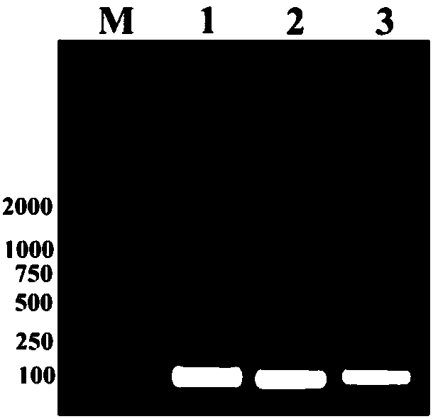 Recombinant adenovirus expressing anticancer peptide CB1a as well as construction method and application thereof