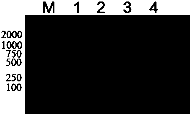 Recombinant adenovirus expressing anticancer peptide CB1a as well as construction method and application thereof