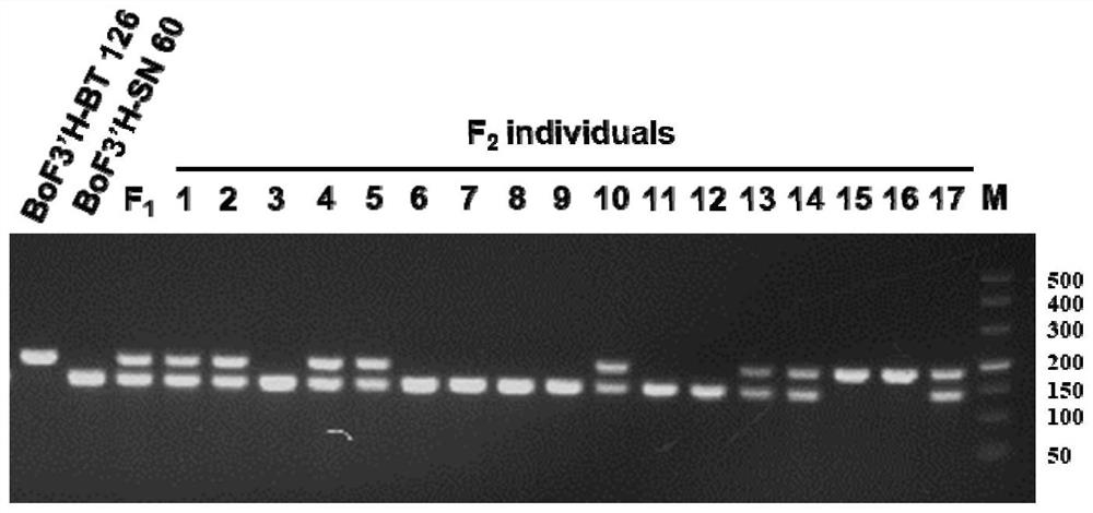 Molecular marker of F3 'H homologous gene and application thereof