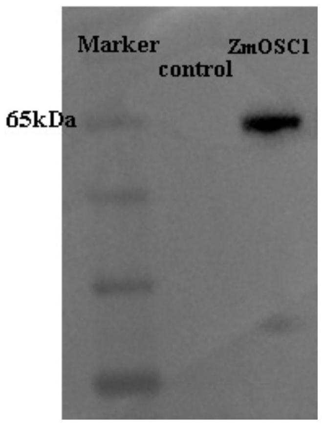 Novel triterpene synthase and application thereof