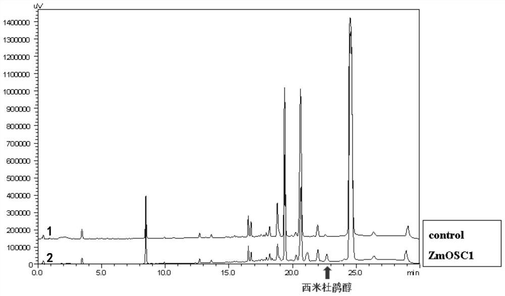 Novel triterpene synthase and application thereof