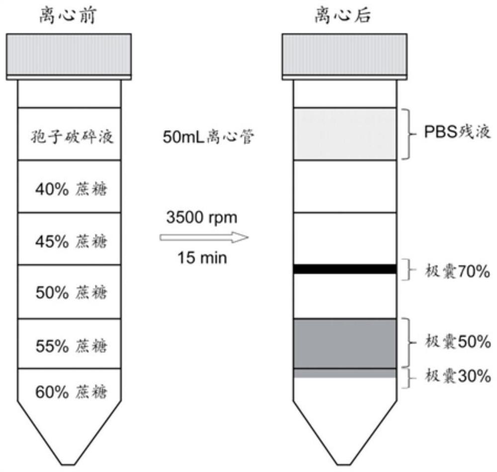 A kind of separation and purification method of iodine algae in Honghu lake