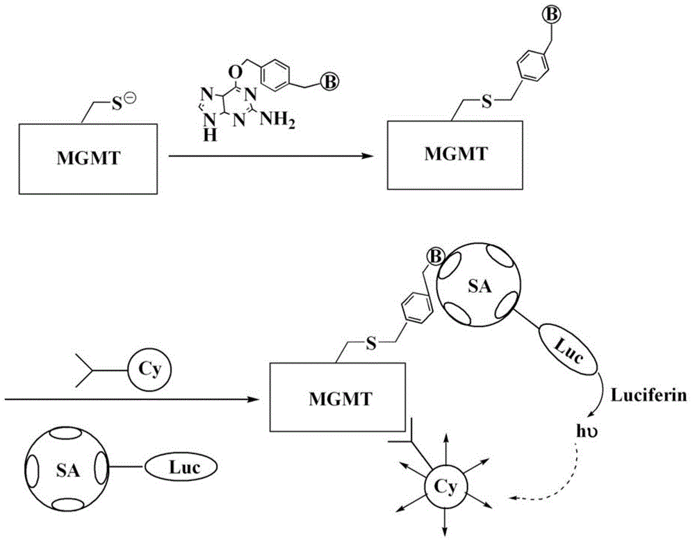Method for detecting activity of O6-methylguanine-DNA (Deoxyribose Necleic Acid) methyltransferase