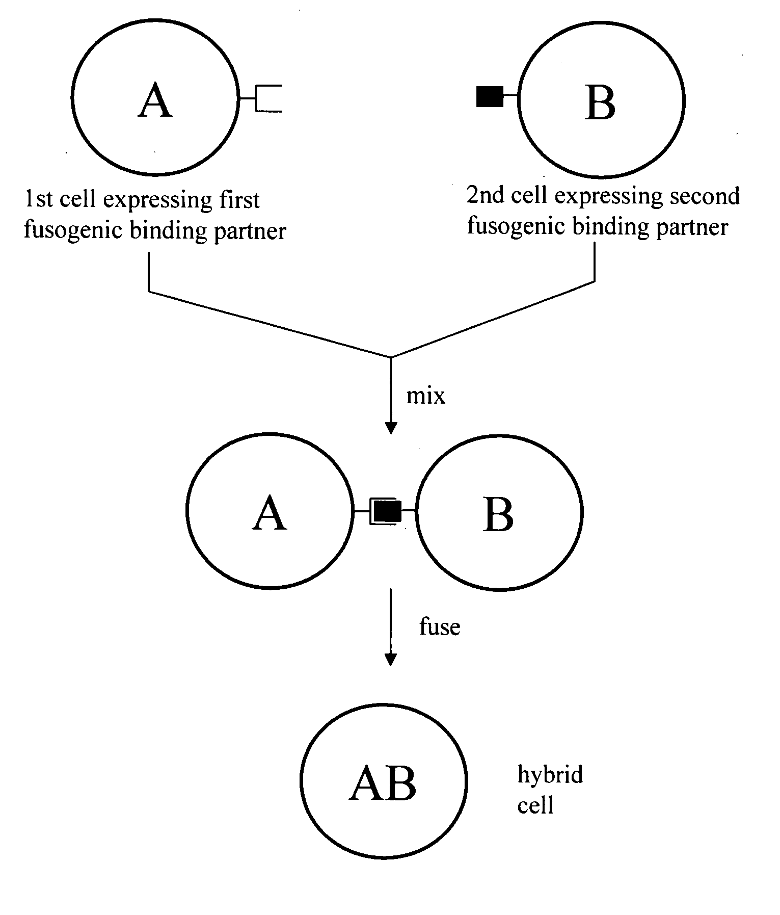 Cell fusion method