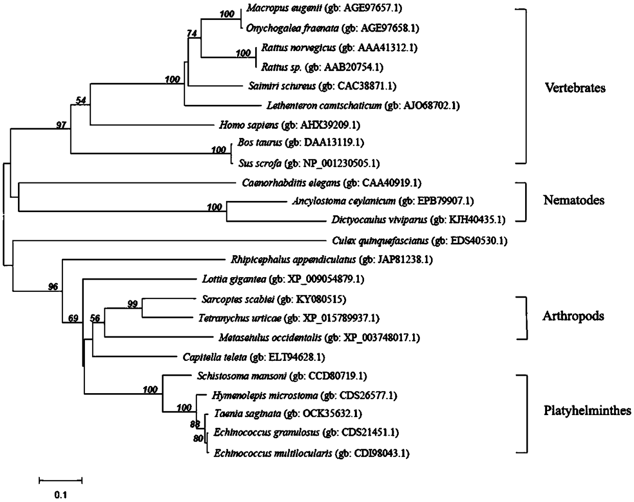 Application of scabies protein tyrosine kinase and kit for diagnosing scabies