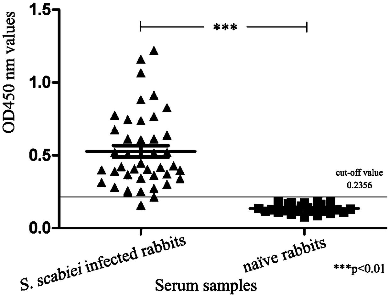 Application of scabies protein tyrosine kinase and kit for diagnosing scabies