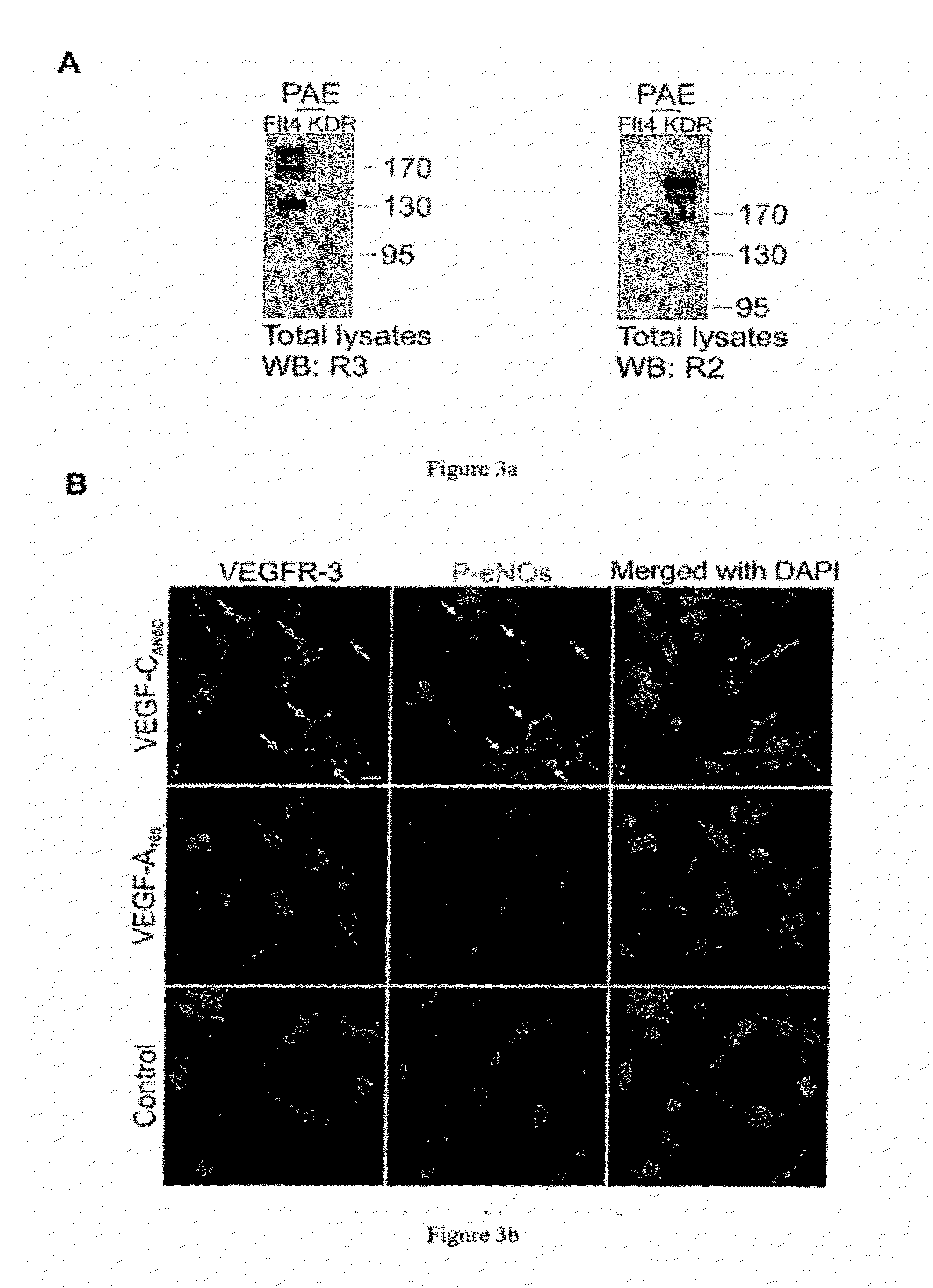 Materials and Methods for the Treatment of Hypertension