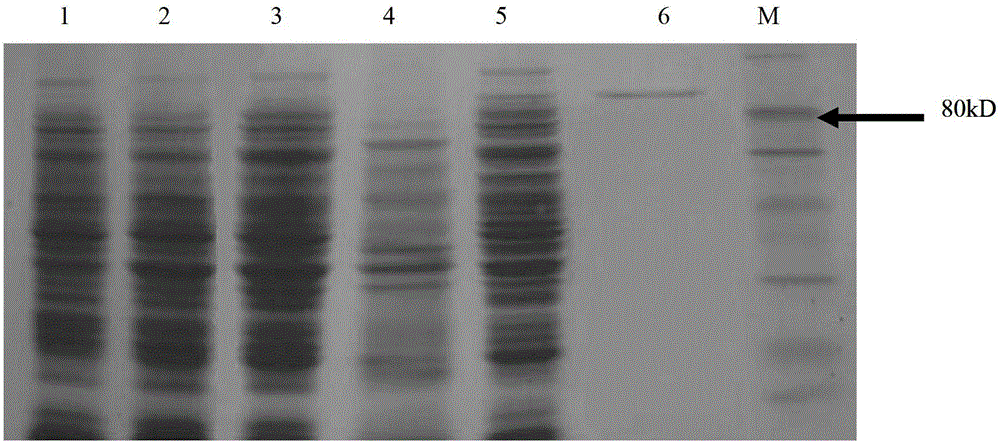 Neutral alpha-galactosidase M-GALC, and coding gene and application thereof