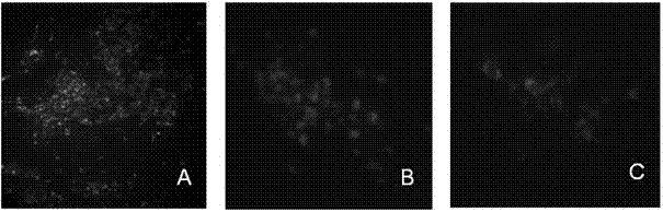 Japanese encephalitis virus like particles as well as preparation method and application thereof