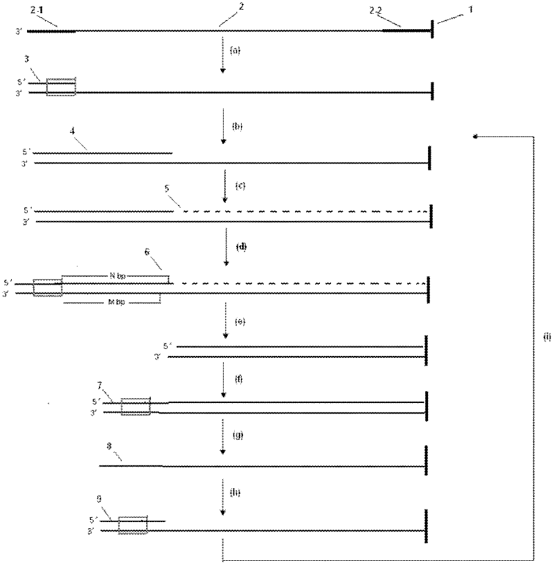Method for shortening deoxyribonucleic acid (DNA) sequencing of DNA template and application thereof