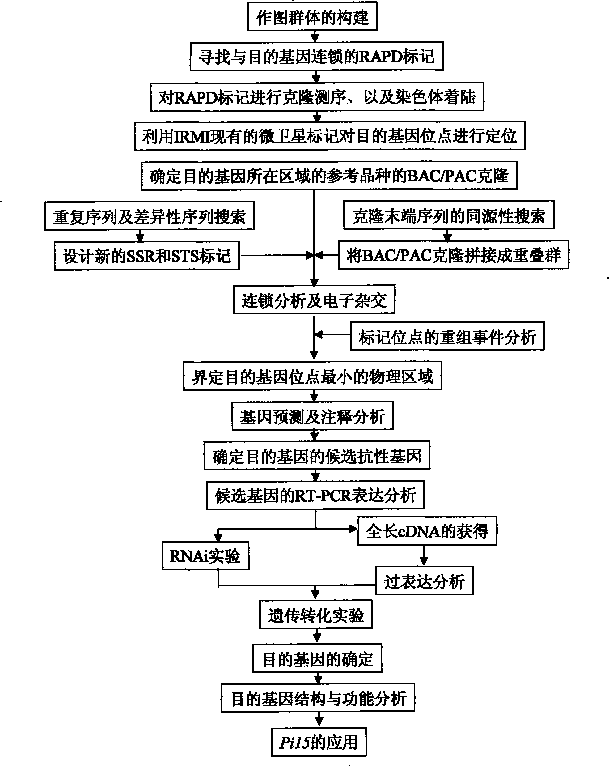 Pi15 resistance gene of rice blast, and application