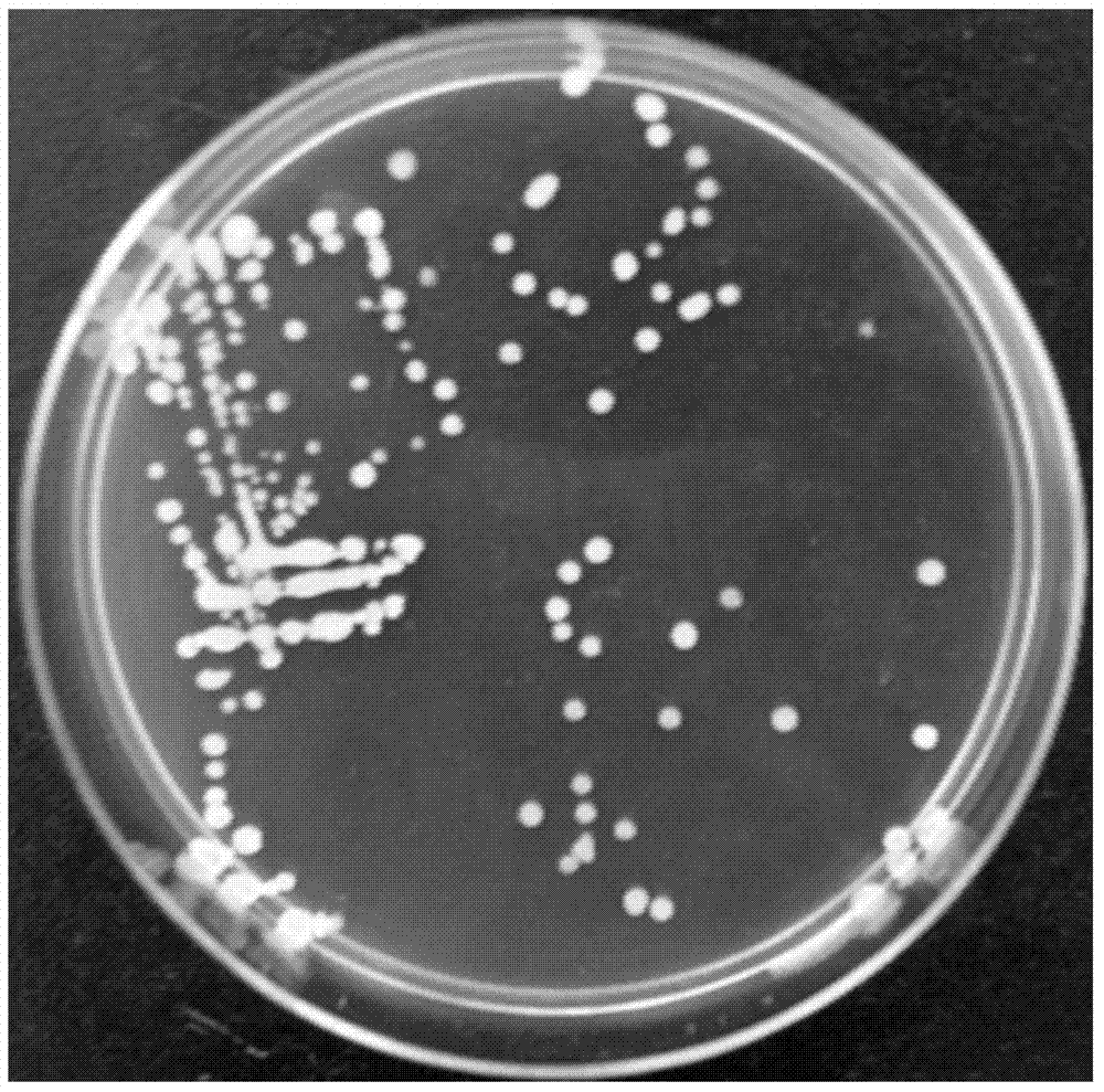 Bacillus subtilis Pc3 and use of bacillus subtilis Pc3 in preparation of fermentation supernatant for preventing and controlling plant pathogenic fungi
