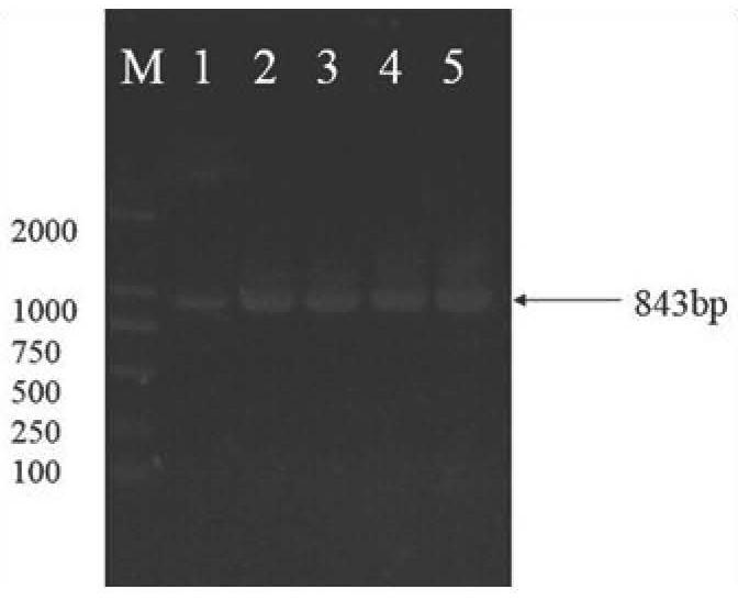 Mog-2 Gene of Pine Xylophilus and Its Application in Developmental Disturbance
