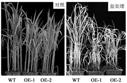 The function and application of osjmj714 affecting rice grain size and salt stress tolerance