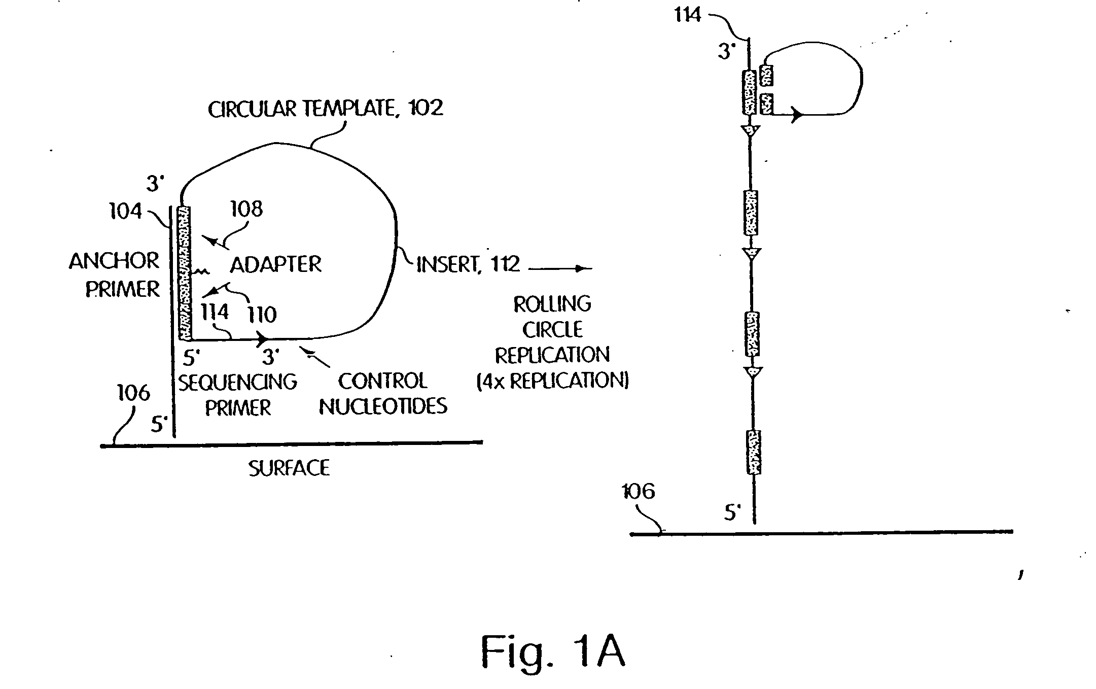 Apparatus and method for sequencing a nucleic acid