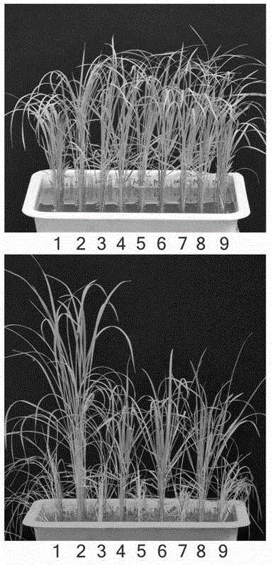 Rice brown planthopper resistance gene bph9 and its molecular markers and applications