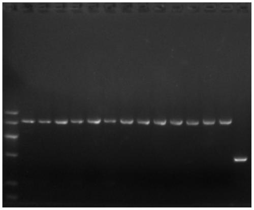 Whole genome cloning method of pelteobagrus fulvidraco bacillus-shaped virus